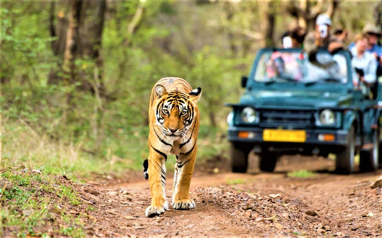 Kumbhalgarh Wildlife Sanctuary Udaipurian 